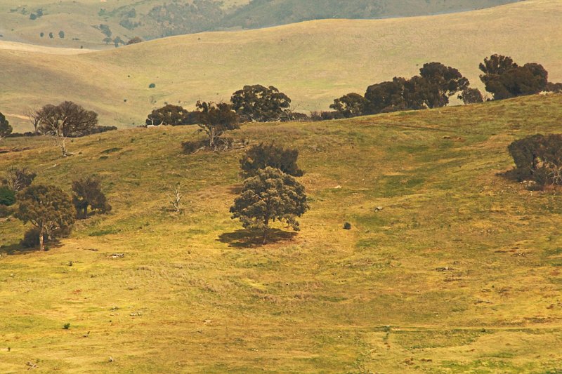 landscape with dry brush.jpg